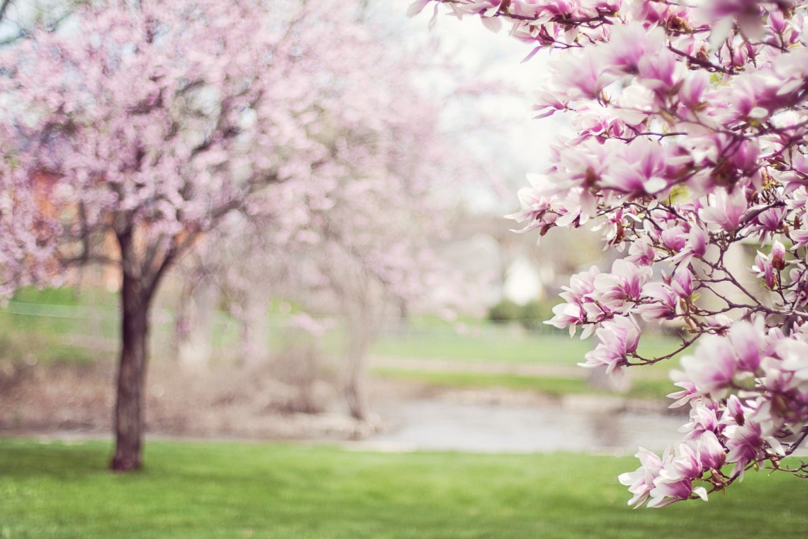 fot. pixabay.com Krakowska aleja zamieni się w magnoliowy ogród