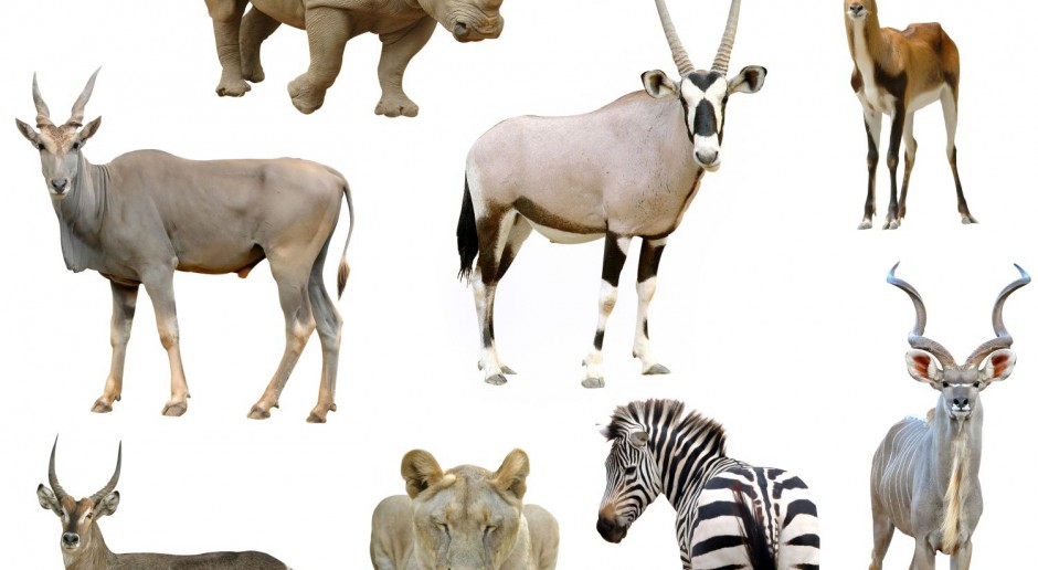 Przetarg na modernizację ZOO