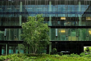 Wieczna zieleń na patio KBC według projektu Hadart