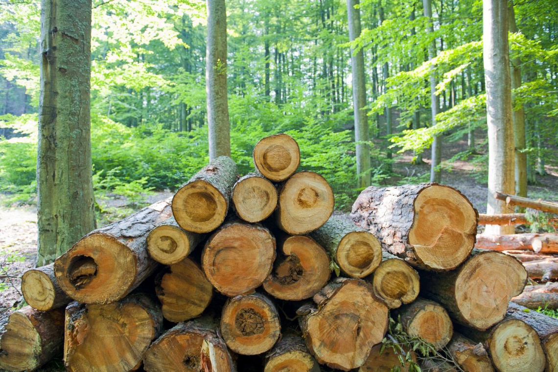 fot. Fotolia NIK: w miastach mniej drzew przez osiedla i galerie handlowe