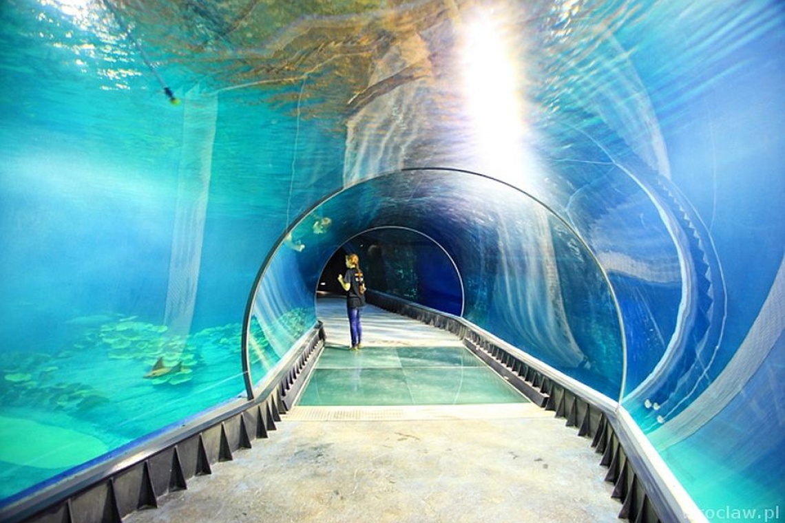 Afrykanarium, Wroclaw, fot. Janusz Krzeszowski, wroclaw.pl Niebawem otwarcie Afrykanarium według projektu ArC2