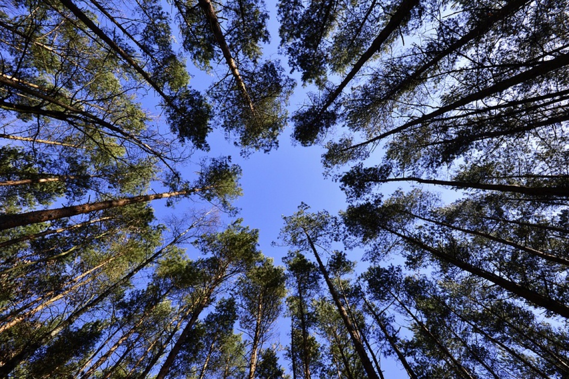 fot. Pixabay Park Zdrojowy w Jelitkowie czeka na zmiany