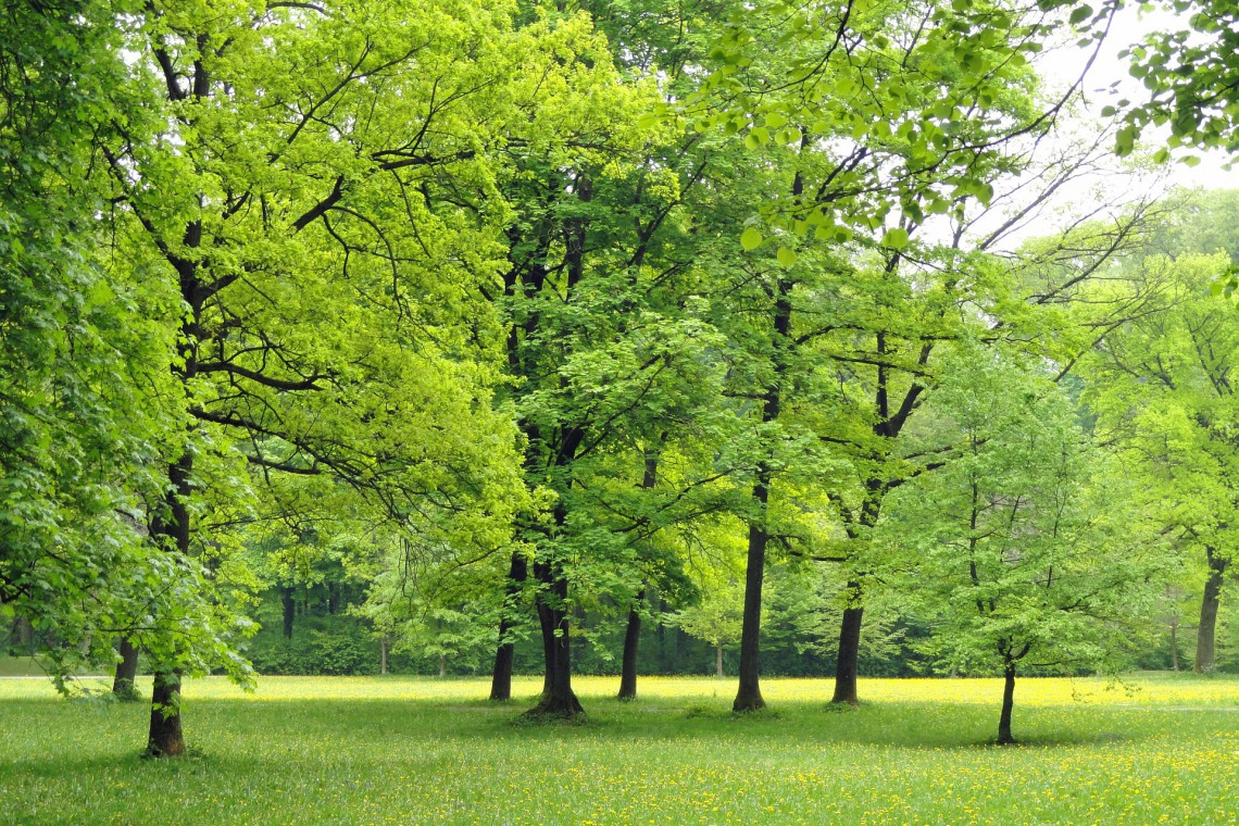 Fot. pixabay Zabytkowy Park Habsburgów utonie wśród nowej zieleni