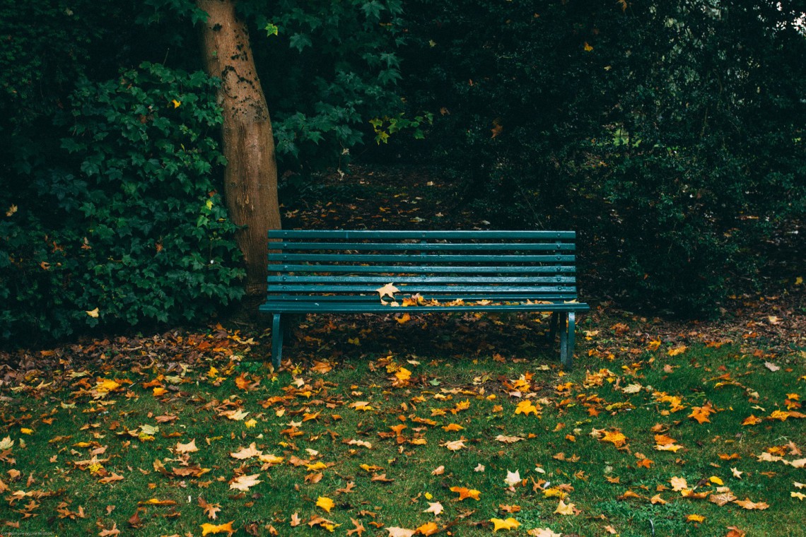 fot. unsplash Trzaskowski proponuje budowę nowego parku na Mokotowie