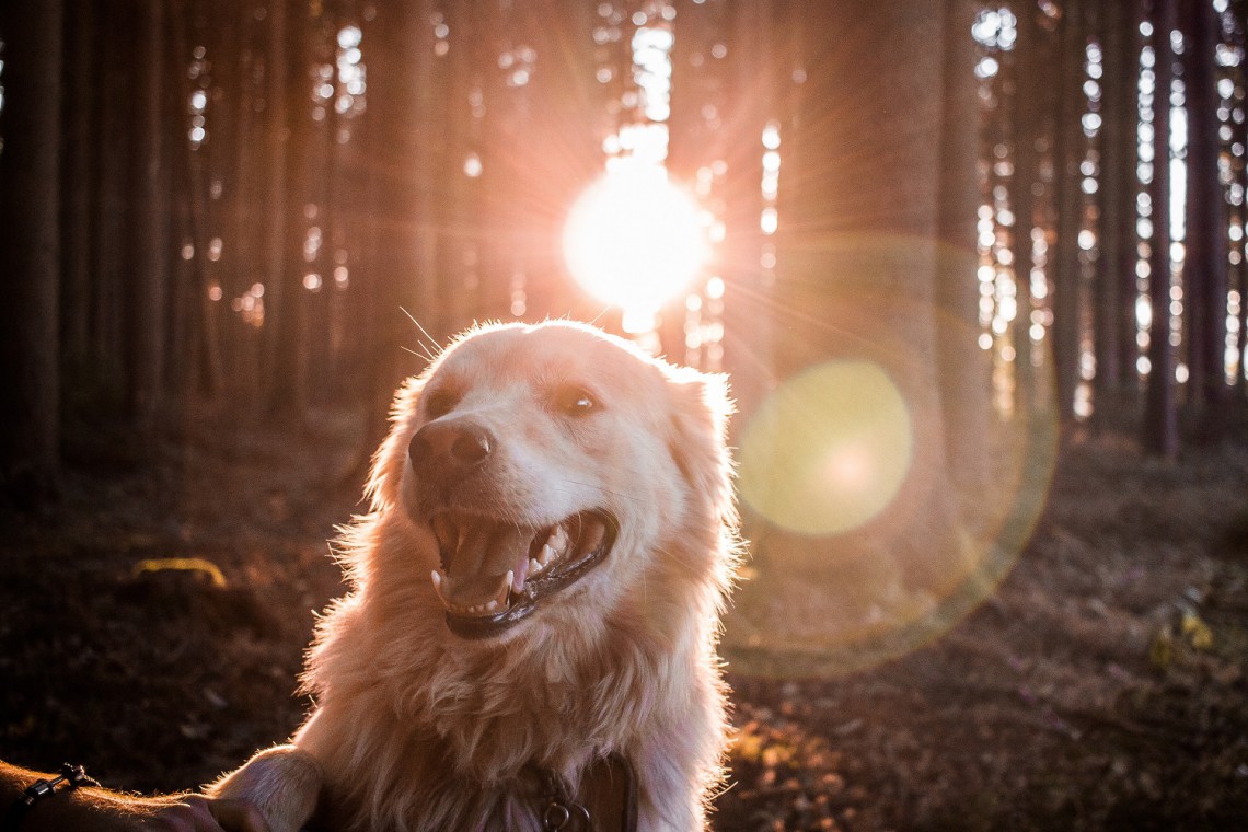 fot. unsplash Ikea wyciąga pomocną dłoń czterem łapom