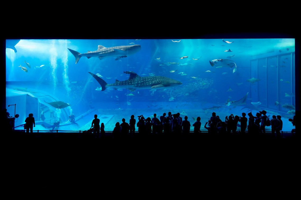fot. pixabay.com Jeszcze w tym roku może rozpocząć się budowa oceanarium w Gdańsku