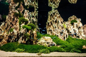Japońskie akwarium, laleczki kokeshi oraz mural. Oto Łuski i Ości spod kreski The Space