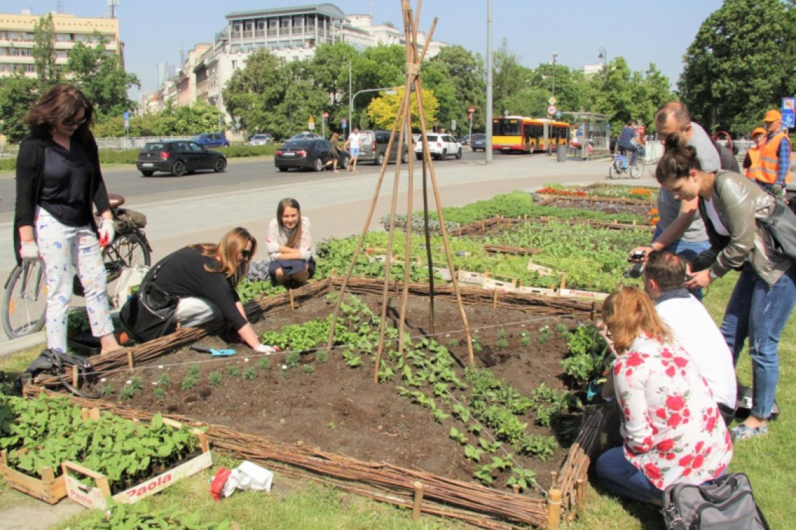 fot. UM Warszawa Plac Na Rozdrożu z Miejskim Ogrodem Warzywnym