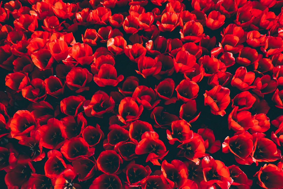 fot. pixabay Na krakowskich Błoniach zasiano "patriotyczną łąkę"