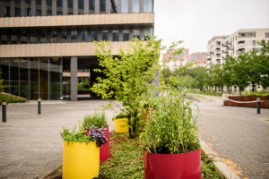 Park Rozwoju posadzi warzywa. Niezwykły projekt Florabo