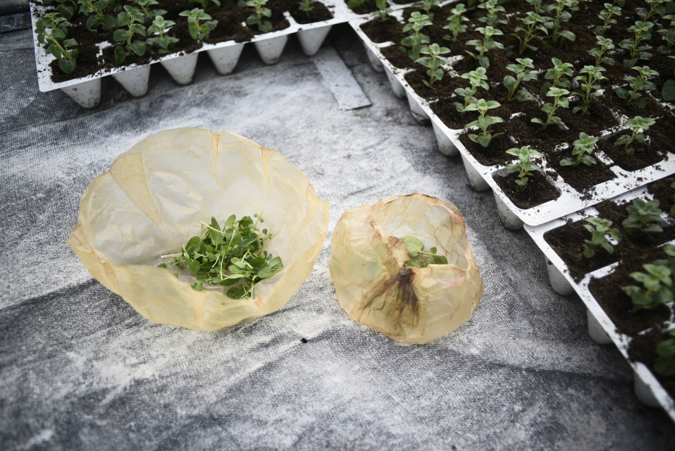 fot. mat. pras. Scoby - alternatywa dla plastikowych opakowań
