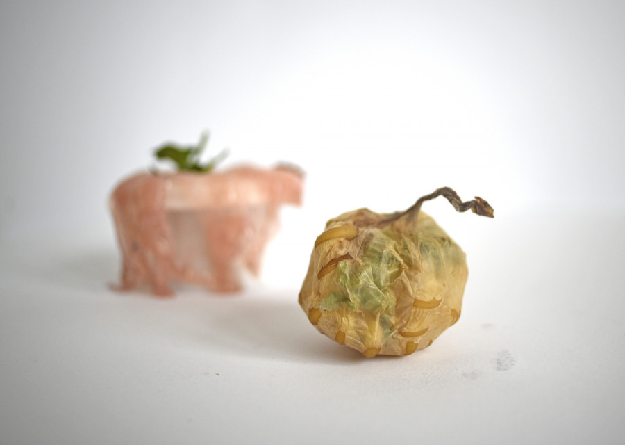 fot. mat. pras. Scoby - alternatywa dla plastikowych opakowań