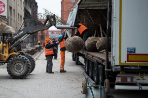 Łódź rozpoczęła sadzenie zielonej ściany