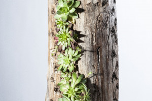 Biophilic design: wpuść przyrodę do wnętrza