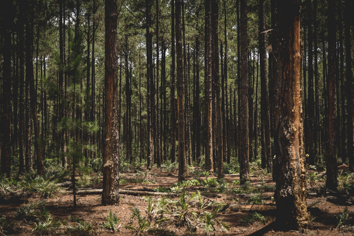 fot. unsplash W Dolinie Baryczy powstała ścieżka przyrodnicza „Ostoja Koników Polskich”