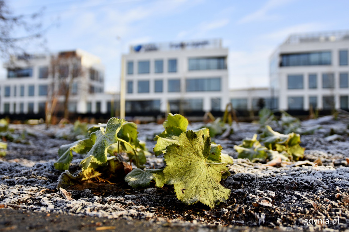 fot. UM Gdynia - www.gdynia.pl Ogród deszczowy, czyli kolejne ekologiczne rozwiązanie w Gdyni