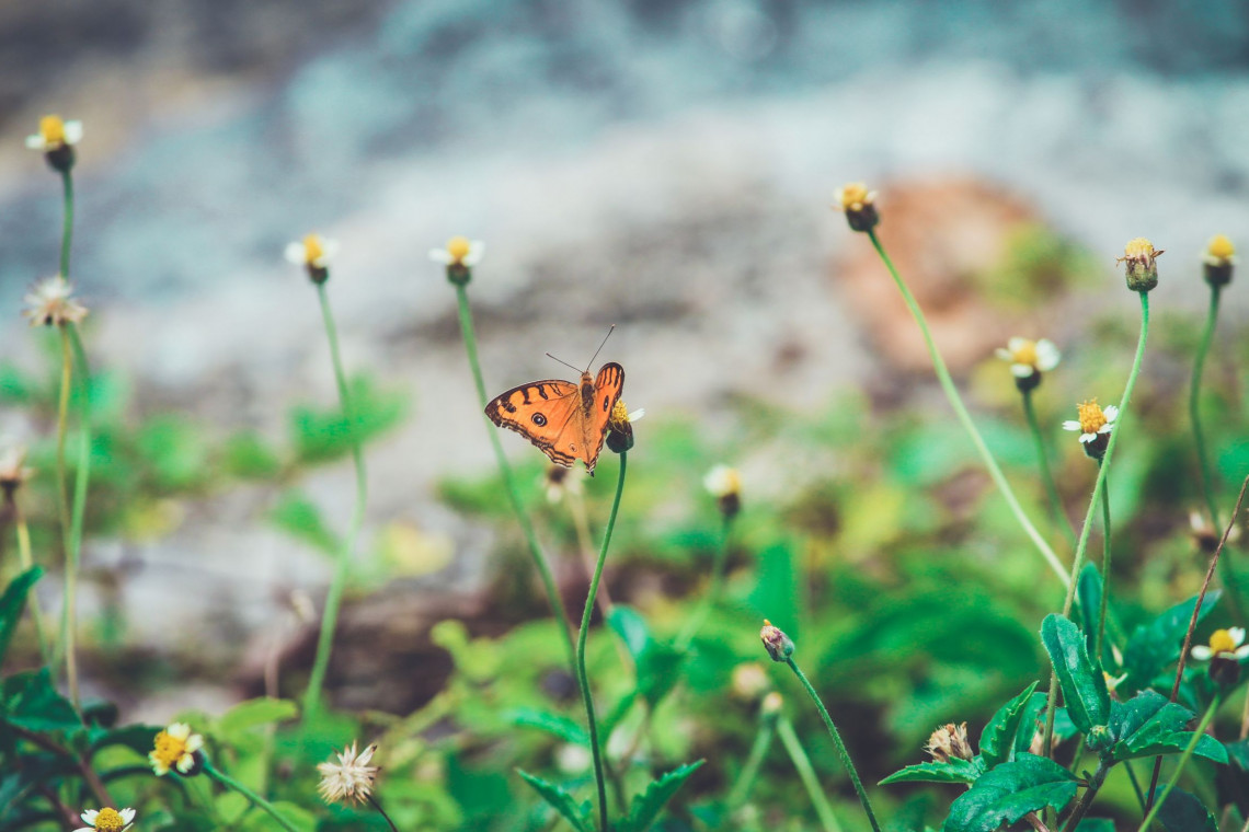 Kopuła motylarni będzie połączona tunelem z salą wykładową jaworzańskiego Muzeum Fauny i Flor, fot. Himesh Kumar Behera / Unsplash Ruszyła budowa motylarni w Jaworzu. To sztandarowa inwestycja gminna