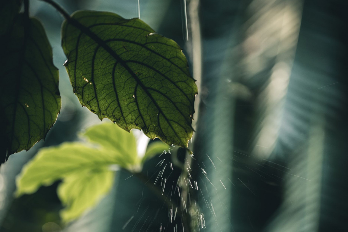 fot. Unsplash Boom wśród krakowian. Ogromne zainteresowanie programem małej retencji wód opadowych