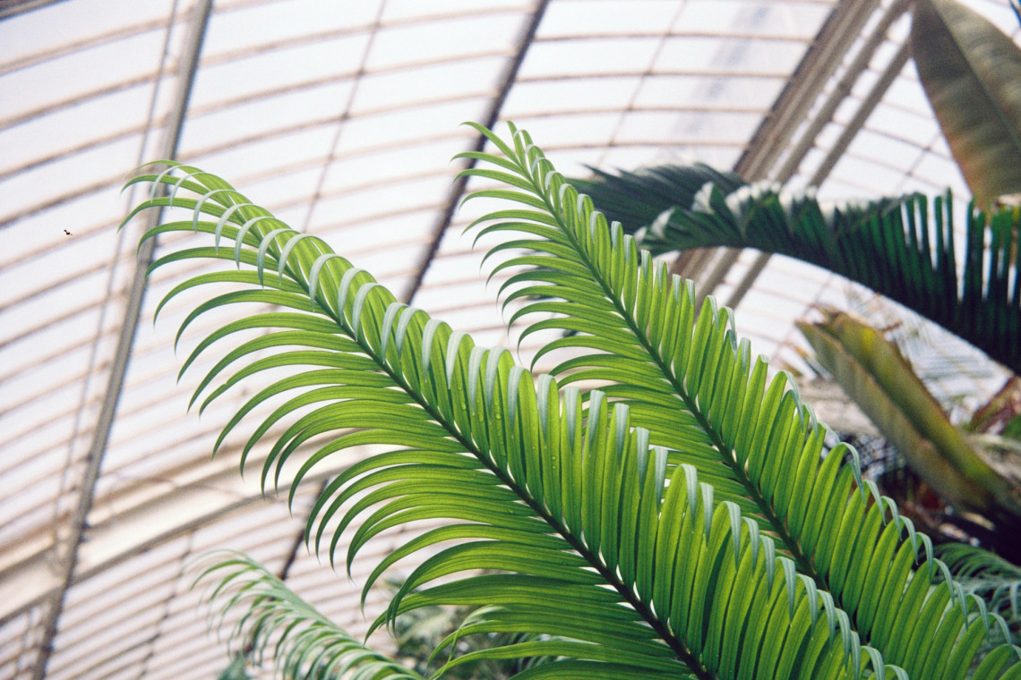 Fot. Gemma Evans / Unsplash Palmiarnia Poznańska ponownie otwarta