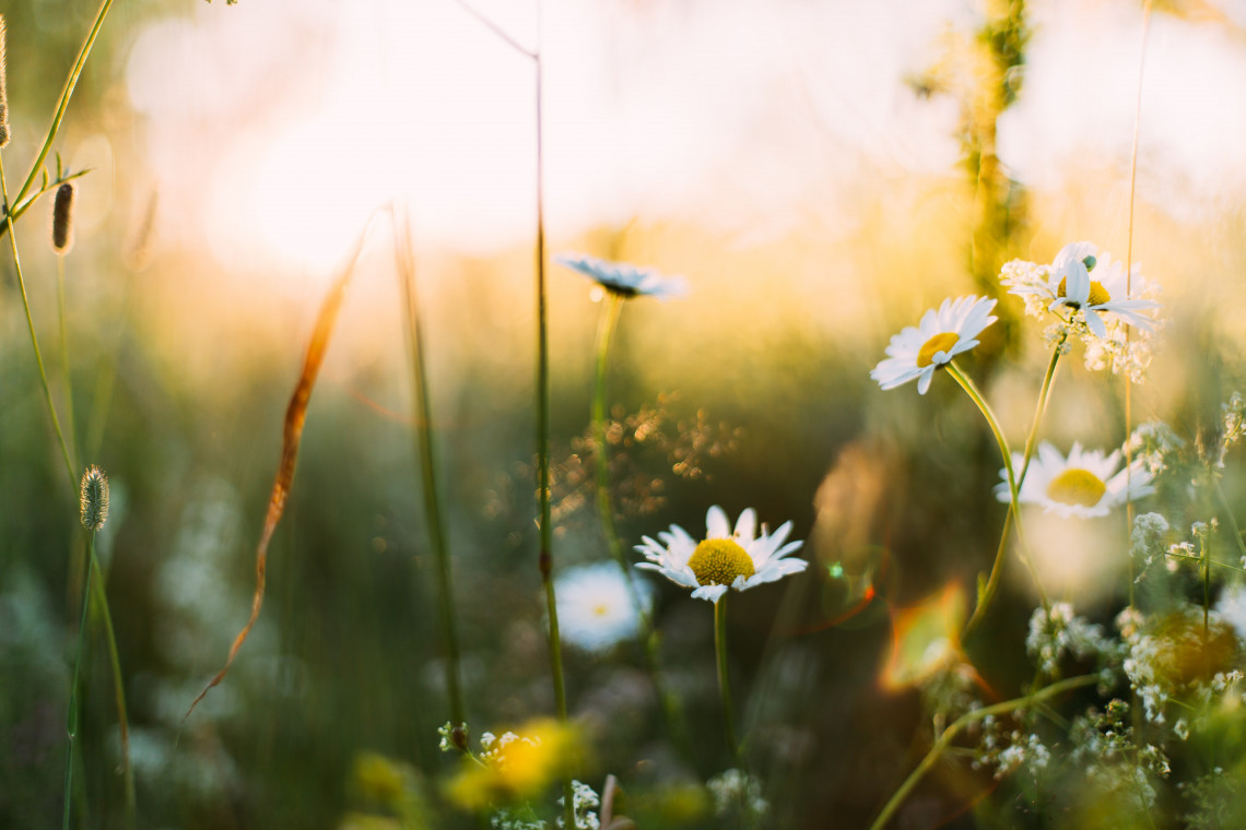 Fot. Daiga Ellaby / Unsplash Katowice zachęcają do "adopcji" starych donic. Powstaną w nich łąki kwietne
