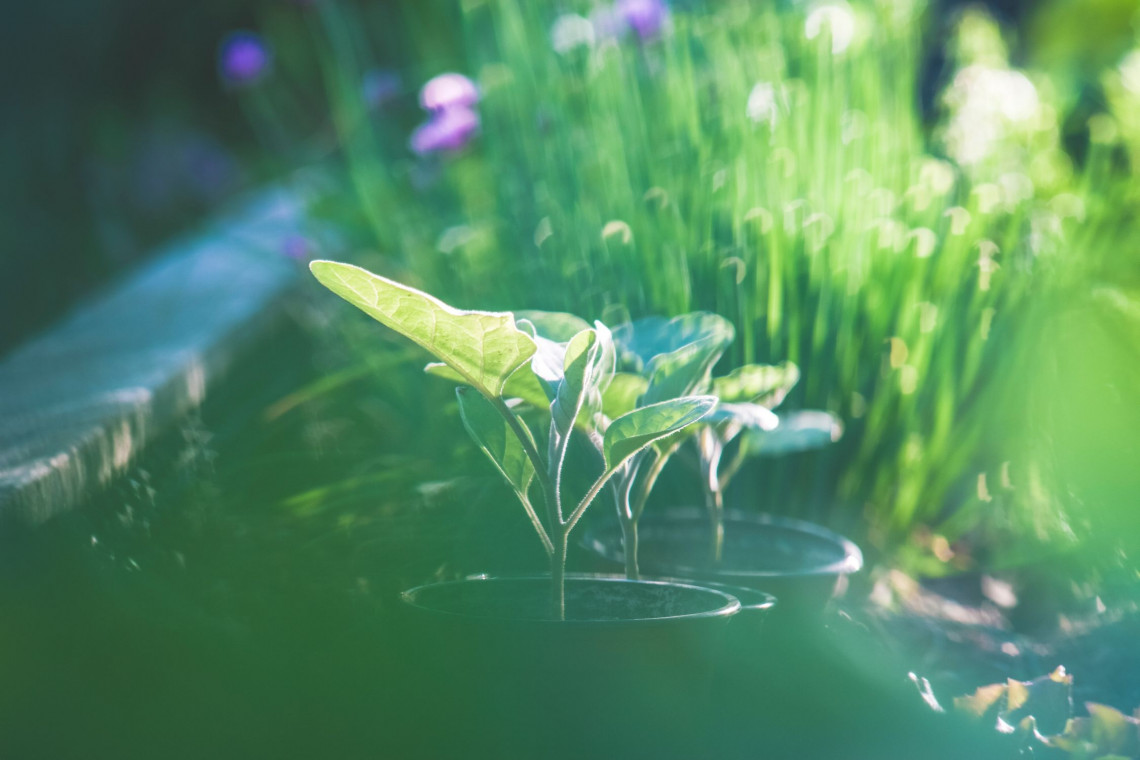Fot. Unsplash Zbiorniki wodne w uroczysku Las Miejski w Giżycku będą zmodernizowane w ramach adaptacji do zmian klimatu
