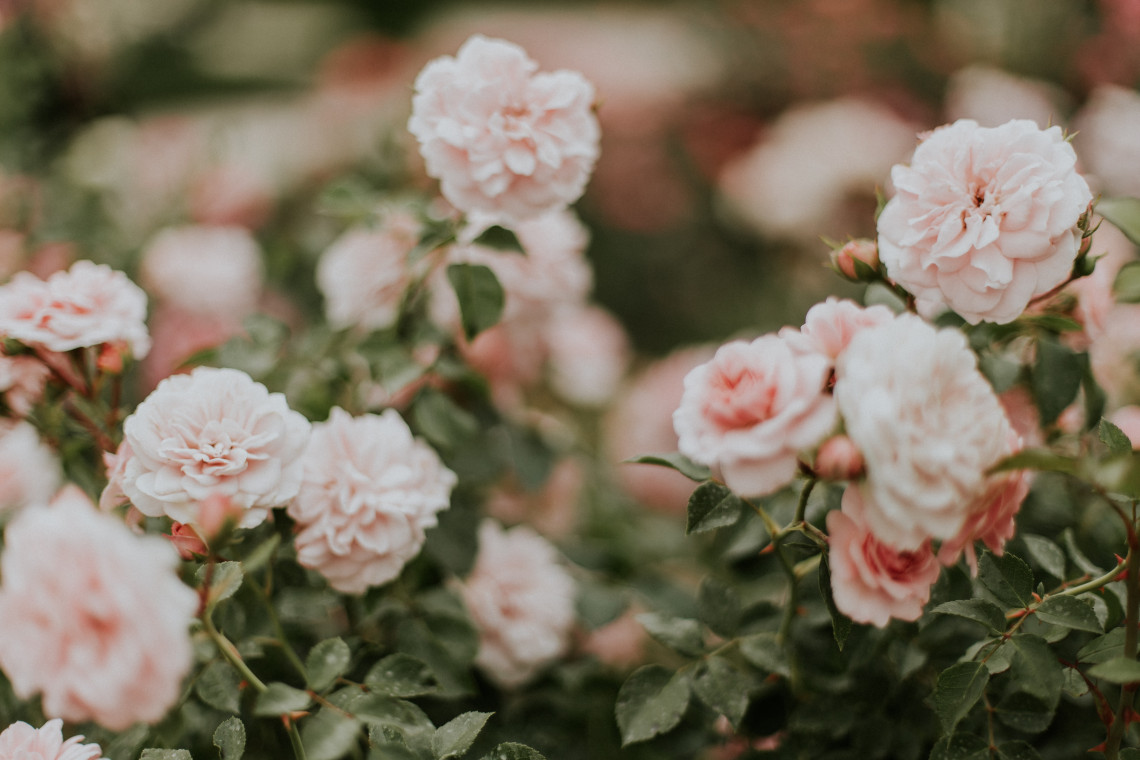 Fot. Unsplash Zazielenia się plac św. Ducha w Krakowie. Prace rewitalizacyjne dobiegają końca