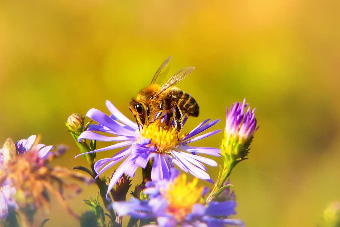 Fot. Unsplash Zarząd Zieleni Miejskiej w Krakowie przygotował kodeks dobrych praktyk chroniących owady