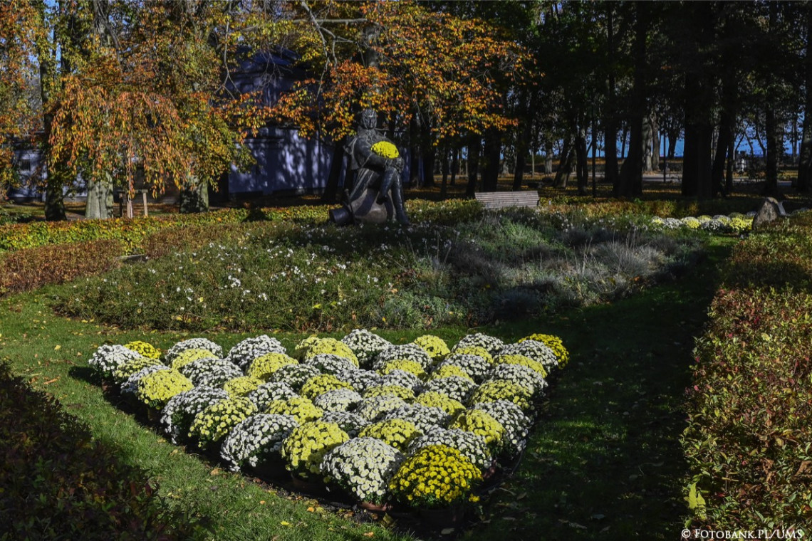 Chryzantemy w przestrzeniach miejskich w Sopocie. Fot. Jurek Bartkowski Fotobank.PL/UMS Przestrzeń miejską w Sopocie ozdobiły chryzantemy