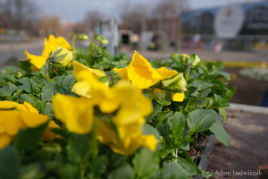 Zielony Białystok. W mieście trwa wiosenne sadzenie kwiatów