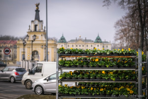 Zielony Białystok. W mieście trwa wiosenne sadzenie kwiatów