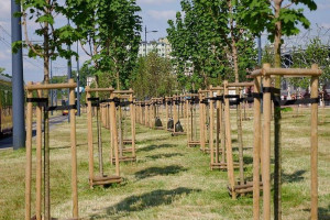 Zielona Łódź. Nowe drzewa pojawią się na głównych dwupasmówkach