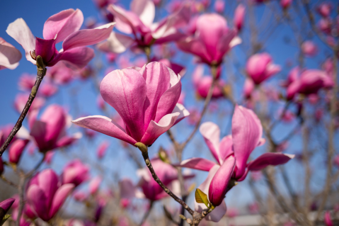W Cieszynie zakwitły magnolie, jeden z symboli miasta