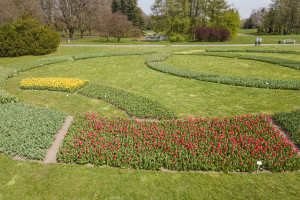 W Ogrodzie Botanicznym w Łodzi kwitnie 60 tys. tulipanów