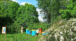 Dziś Światowy Dzień Pszczoły. Na poznańskim dworcu rozdawane są nasiona, by tworzyć łąki kwietne