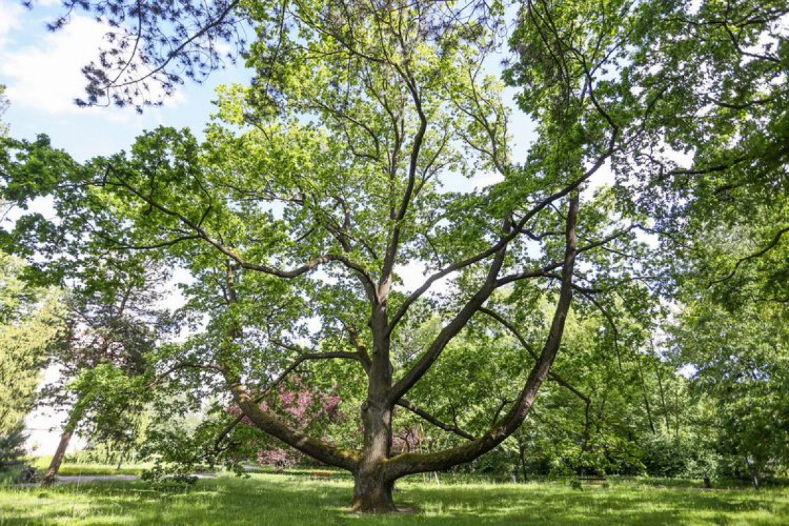 Łódzki dąb Fabrykant powalczy o tytuł Drzewa Roku