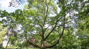 Łódzki dąb Fabrykant powalczy o tytuł Drzewa Roku
