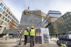 Nowy Rynek coraz bardziej zielony. Na placu wewnątrz kompleksu posadzono nowe drzewa
