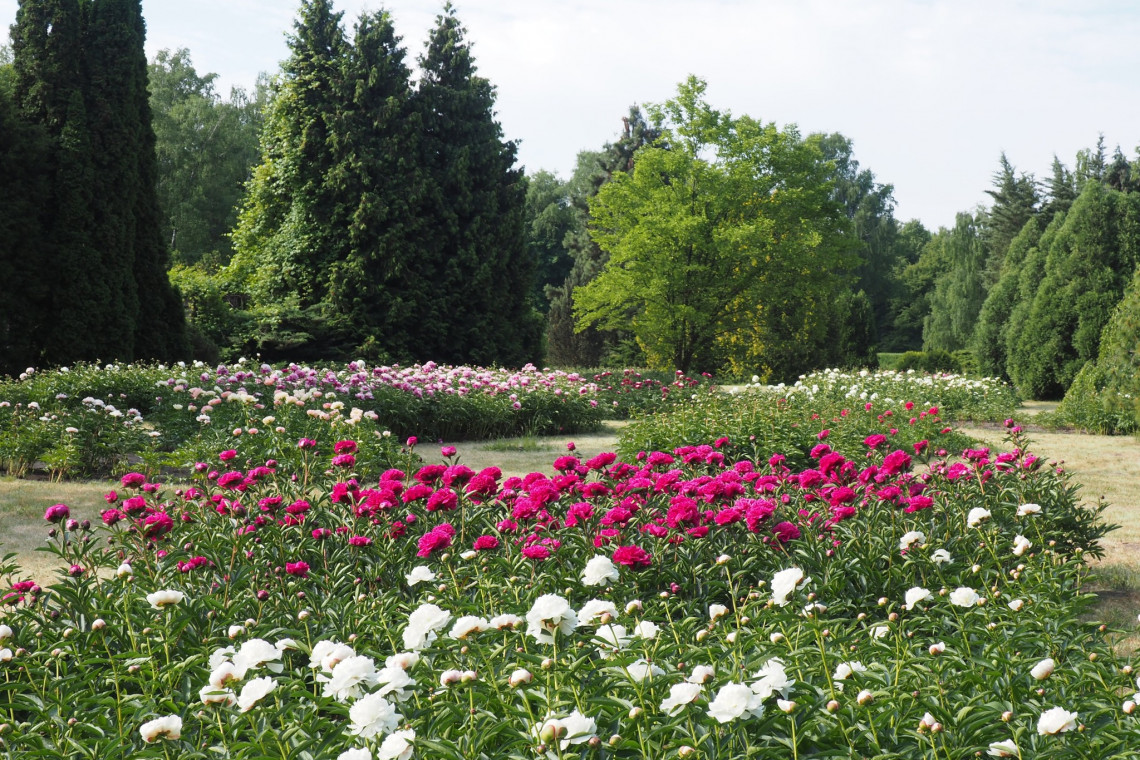 Ogród Botaniczny w Łodzi zakwitł piwoniami