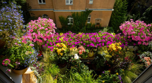 Konkurs na najpiękniejsze ogrody i balkony w Warszawie rozpoczęty!